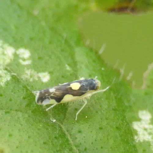 Eupteryx vittata - photo 6