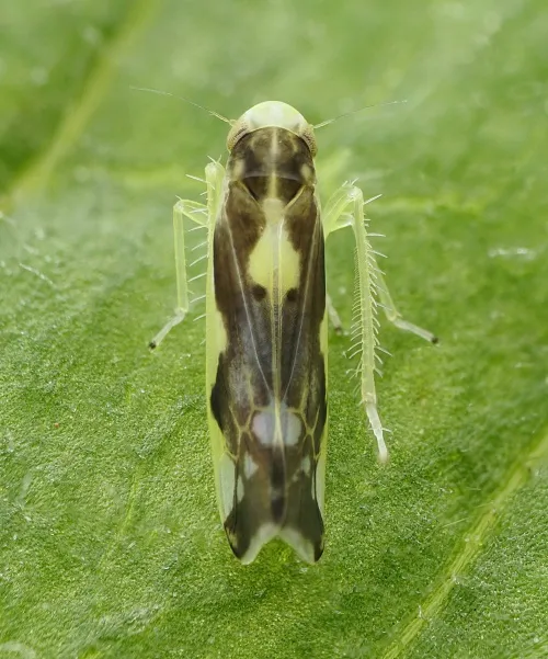 Eupteryx vittata - photo 7