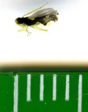 Eupteryx vittata - photo 8