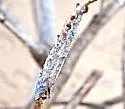 Euptilon arizonense