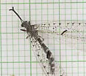 Euptilon decipiens