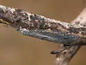Euptilon normale