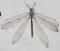 Euptilon normale - photo 4