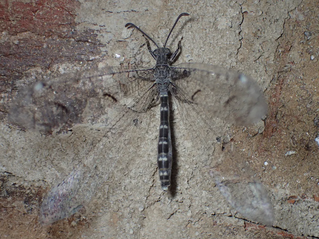 Euptilon ornatum