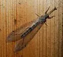 Euptilon sinuatum