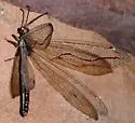 Euptilon sinuatum - photo 2