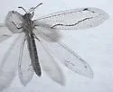 Euptilon sinuatum - photo 4