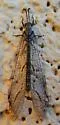Euptilon sinuatum - photo 5