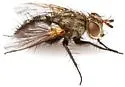 Euptilopareia vicinalis - Euptilopareia vicinalis