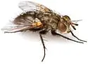 Euptilopareia vicinalis - photo 2