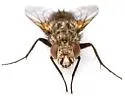 Euptilopareia vicinalis - photo 3