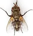Euptilopareia vicinalis - photo 4