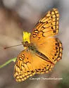 Mexican Fritillary - Hodges#4448