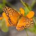 Mexican Fritillary - Hodges#4448 - photo 2