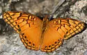 Mexican Fritillary - Hodges#4448 - photo 3