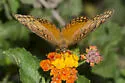 Mexican Fritillary - Hodges#4448 - photo 4