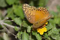 Mexican Fritillary - Hodges#4448 - photo 5