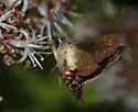 Sagra Sphinx Moth - Hodges#7846.1