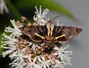 Sagra Sphinx Moth - Hodges#7846.1 - photo 2