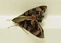 Sagra Sphinx Moth - Hodges#7846.1 - photo 3