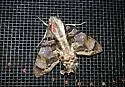 Sagra Sphinx Moth - Hodges#7846.1 - photo 4