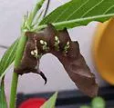 Sagra Sphinx Moth - Hodges#7846.1 - photo 5