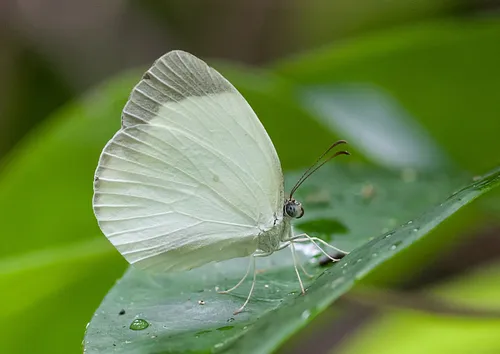 Ghost Yellow - Hodges#4247.1