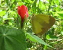 Boisduval's Yellow - Hodges#4245