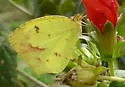 Boisduval's Yellow - Hodges#4245 - photo 2