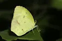 Boisduval's Yellow - Hodges#4245 - photo 3