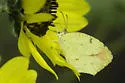 Boisduval's Yellow - Hodges#4245 - photo 4