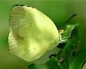 Boisduval's Yellow - Hodges#4245 - photo 5