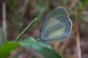 Barred Yellow - Hodges#4243 - photo 2