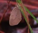 Barred Yellow - Hodges#4243 - photo 4