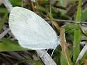 Barred Yellow - Hodges#4243 - photo 5