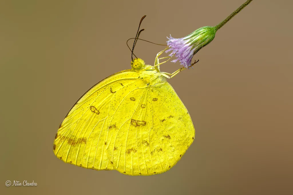 Common Grass Yellow - photo 2