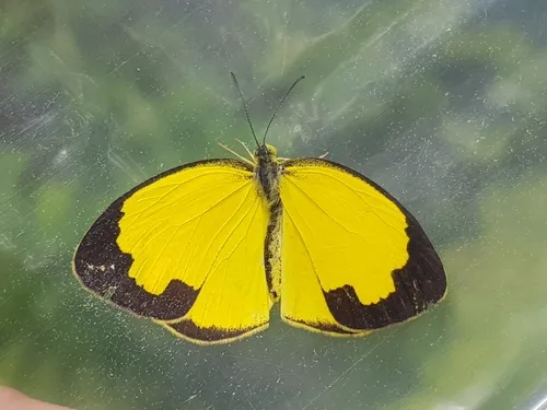 Common Grass Yellow - photo 4