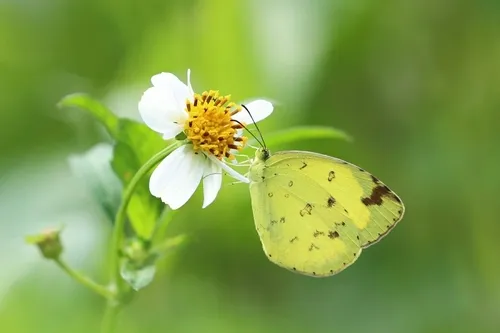 Common Grass Yellow - photo 5