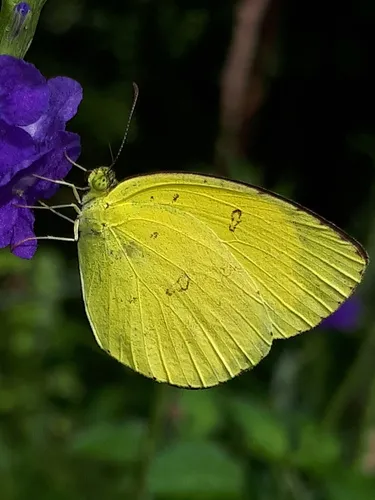 Common Grass Yellow - photo 6