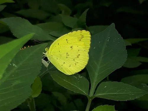 Common Grass Yellow - photo 7
