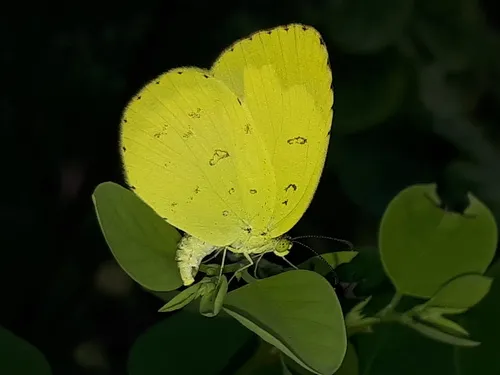Common Grass Yellow - photo 8