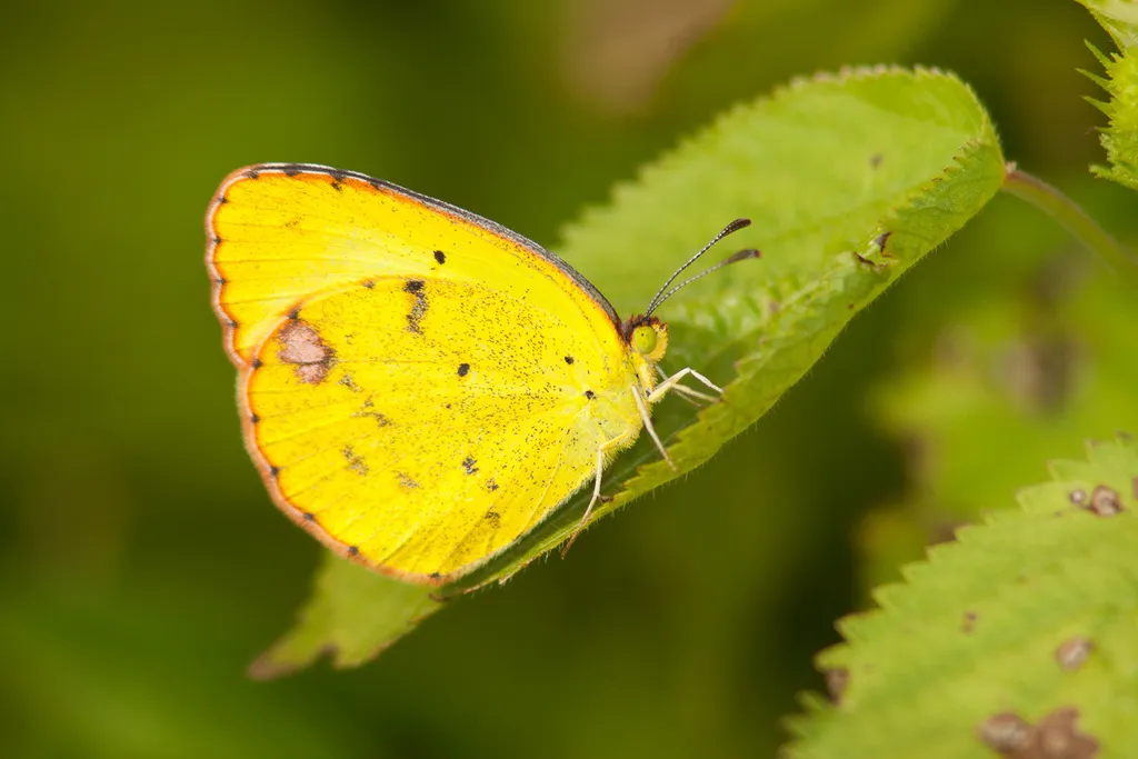 Little Yellow - photo 2