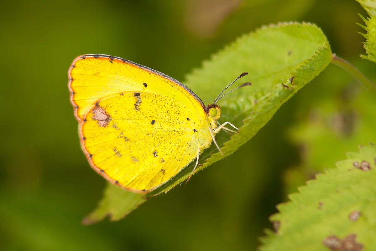 Little Yellow - photo 3