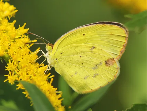 Little Yellow - photo 5