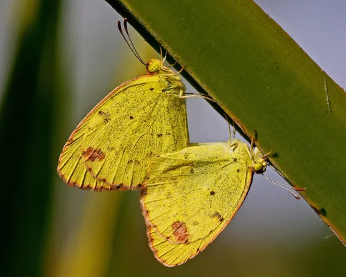 Little Yellow - photo 6