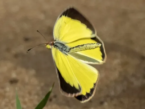 Little Yellow - photo 7