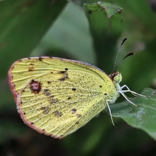 Little Yellow - photo 8