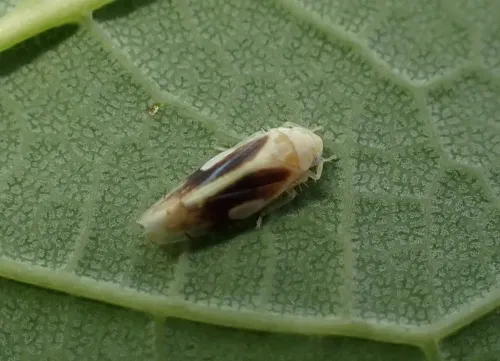 Eurhadina loewii