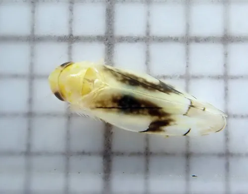 Eurhadina loewii - photo 2