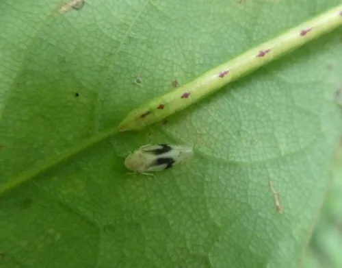 Eurhadina loewii - photo 5
